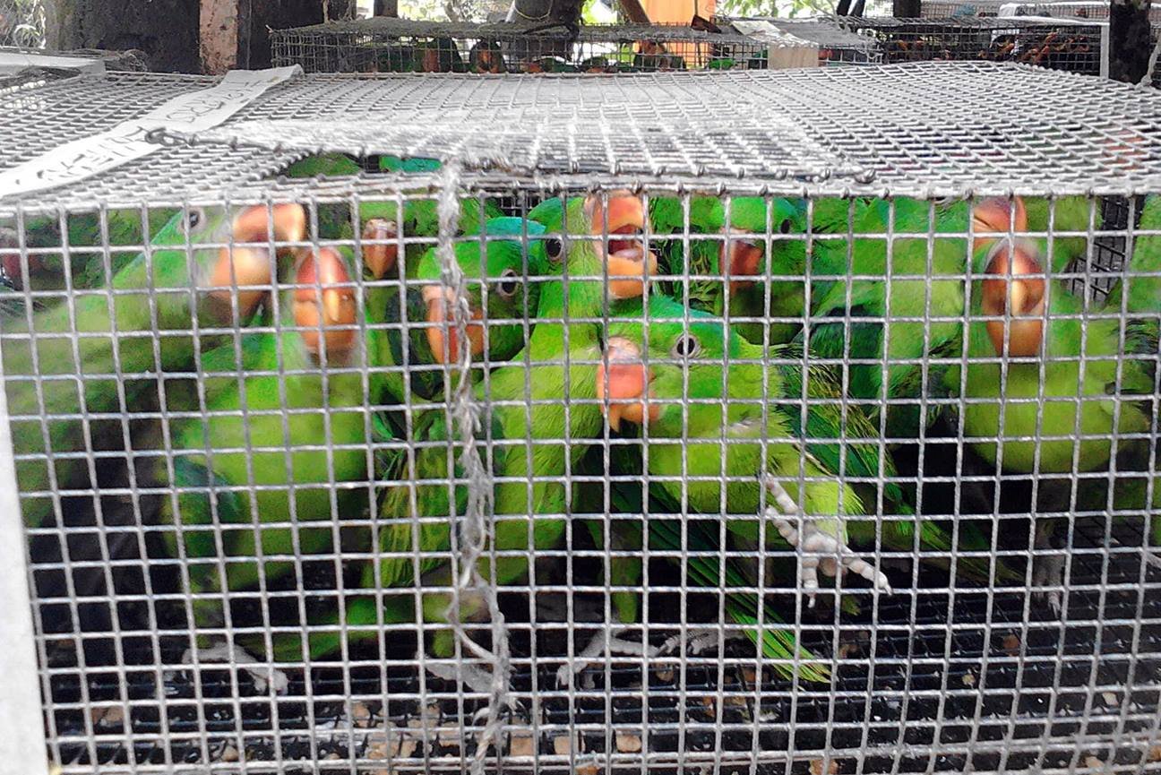 200 buhay-ilang, nasabat sa Quezon, Palawan