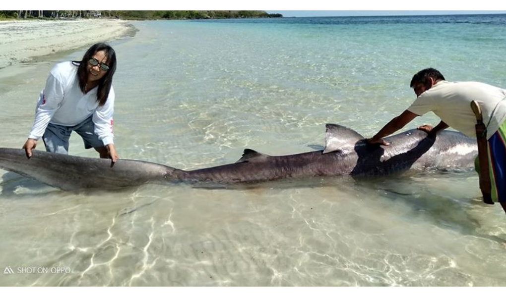 Extremely Rare Megamouth Shark From Ocean Depths Washes Up on Beach