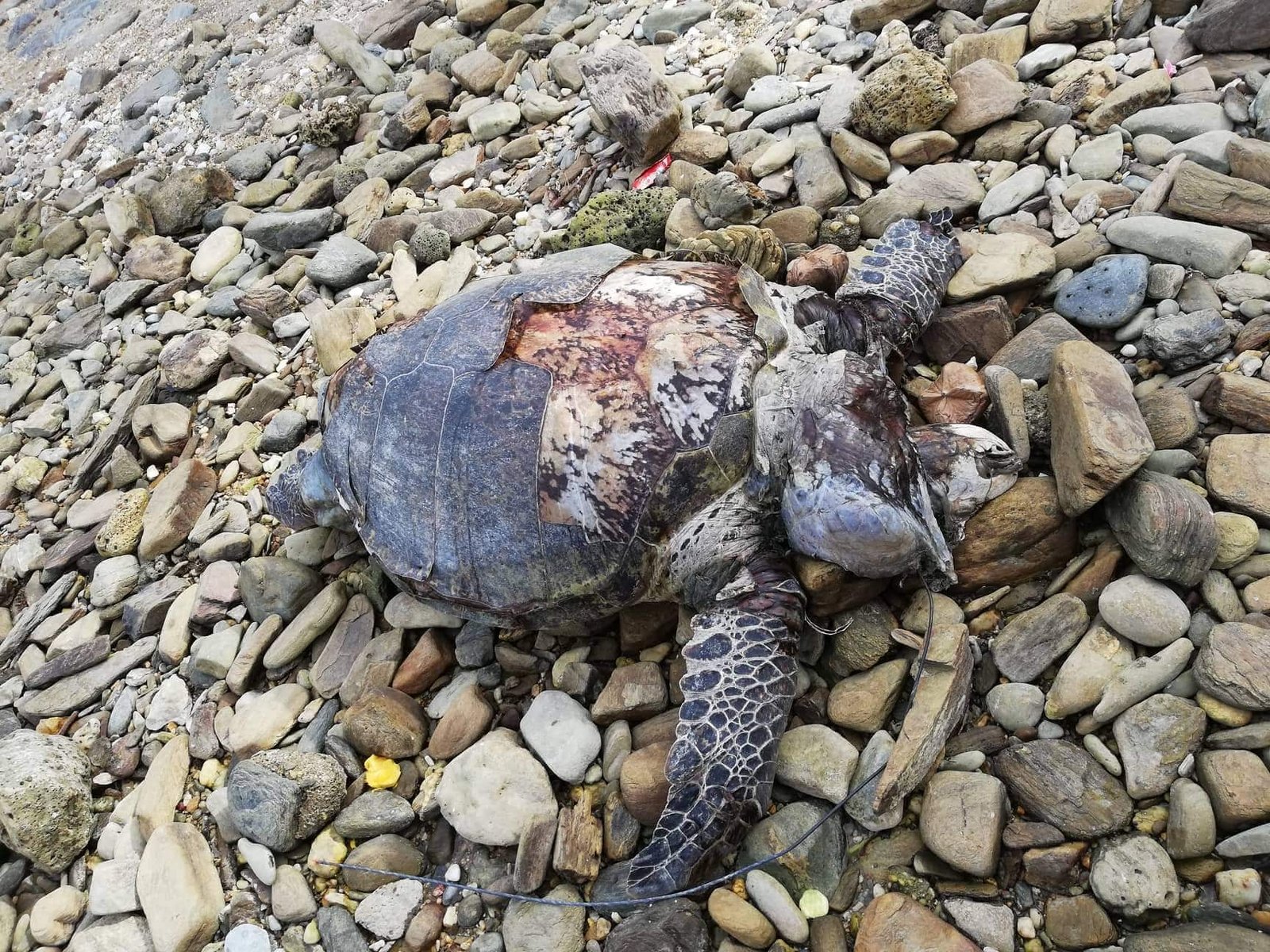 Pawikang may tama ng pana, natagpuang patay