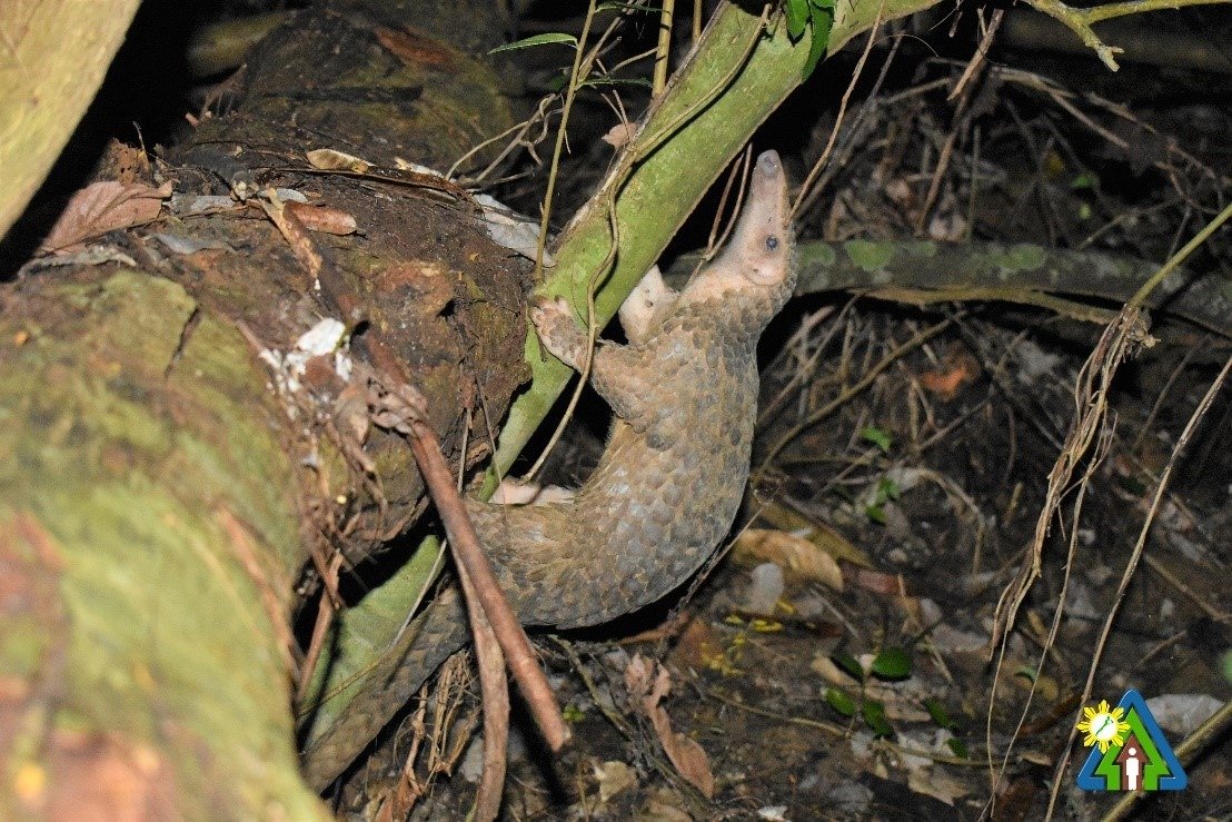 PCSD releases three rescued pangolins to the wild