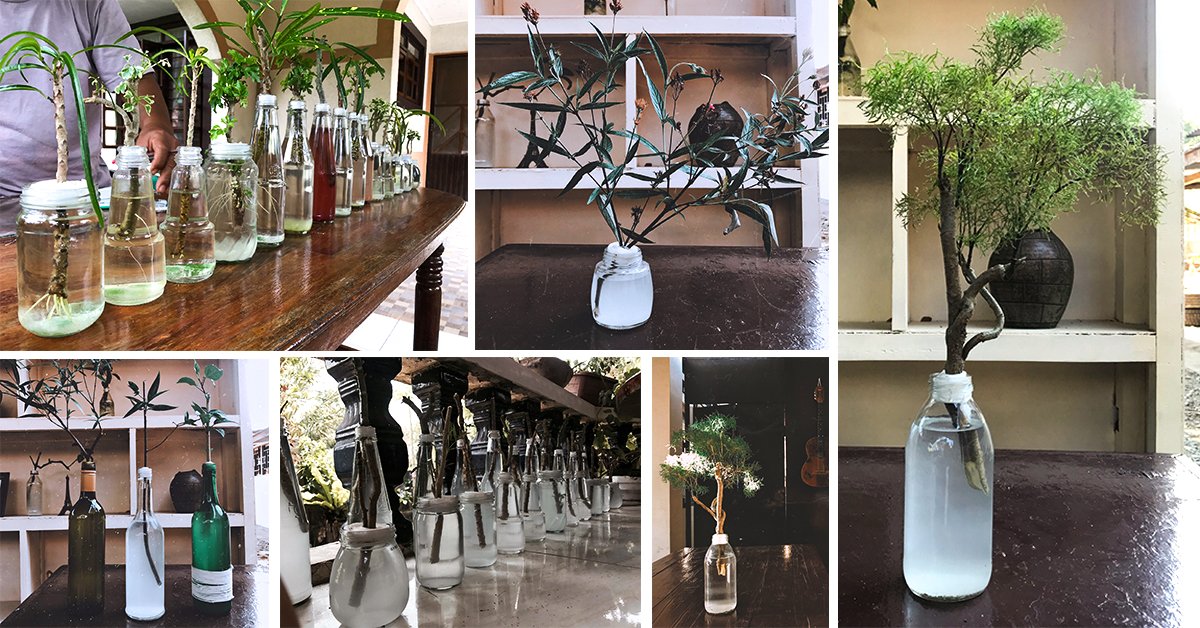 Environmentalists promote growing of water bonsai