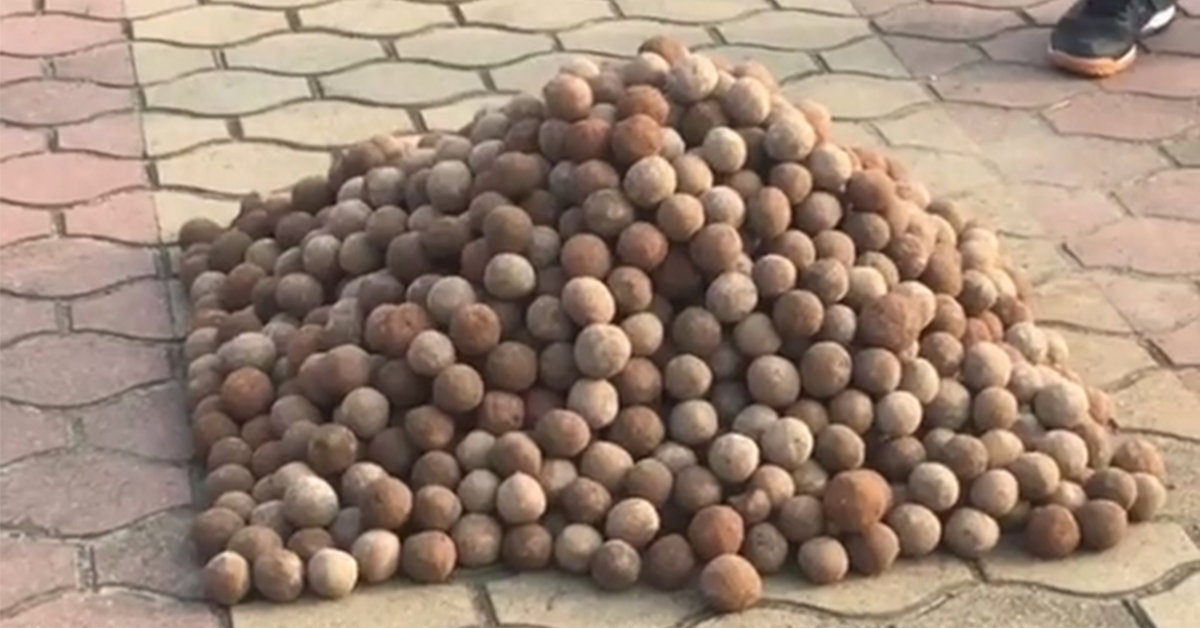 Bioremediation will continue for 11 years for natural healing of coastal waters