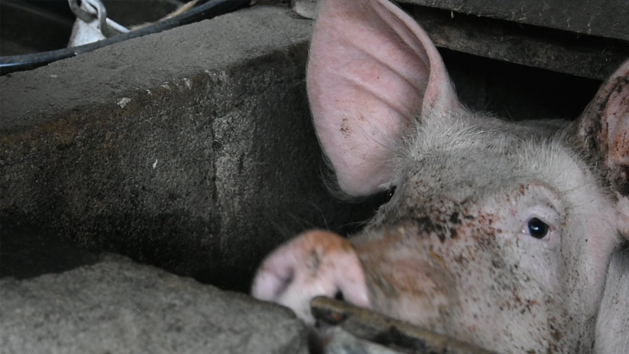 Puerto Princesa SP: Ipagbawal ang pagpasok ng baboy at produktong baboy