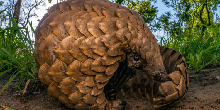 Pangolins Now Critically Endangered