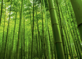 UBRDEC-ERDB promotes the use of bamboo charcoal and by-products