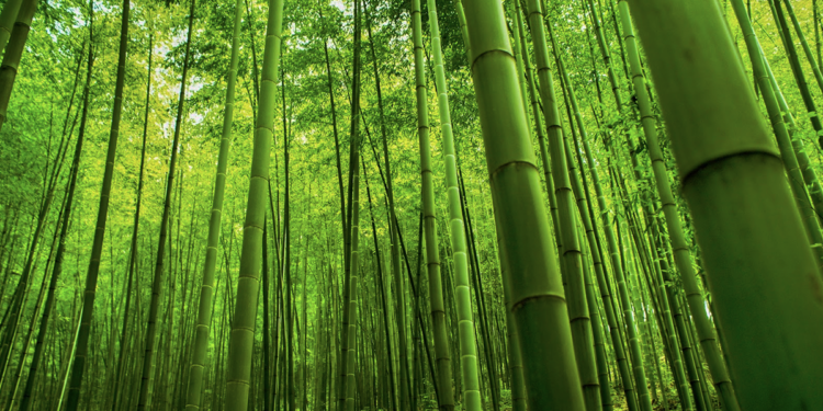 UBRDEC-ERDB promotes the use of bamboo charcoal and by-products