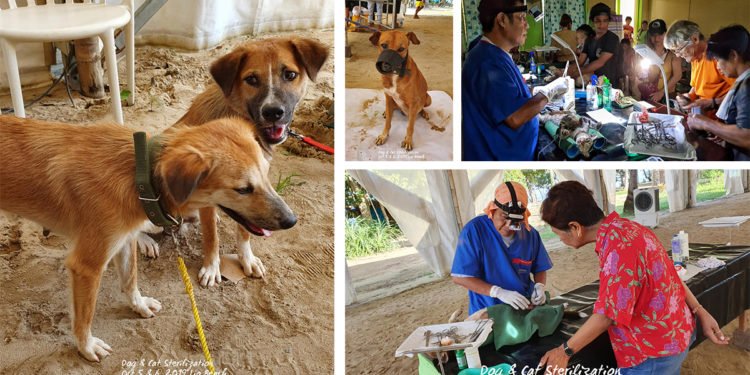 162 dogs, cats sterilized, neutered in El Nido, Palawan
