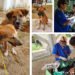 162 dogs, cats sterilized, neutered in El Nido, Palawan