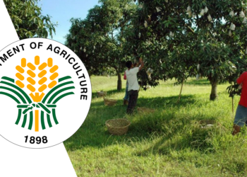 DA-PRDP assists mango and seaweeds producers in Puerto Princesa