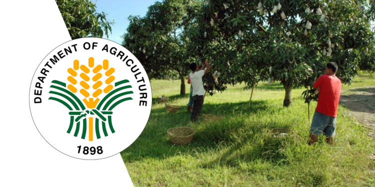 DA-PRDP assists mango and seaweeds producers in Puerto Princesa