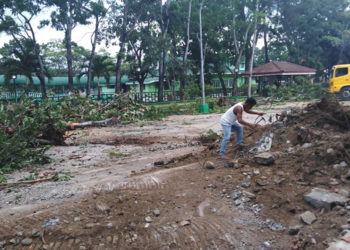 Probe team vs Narra Avenue trees’ killers created