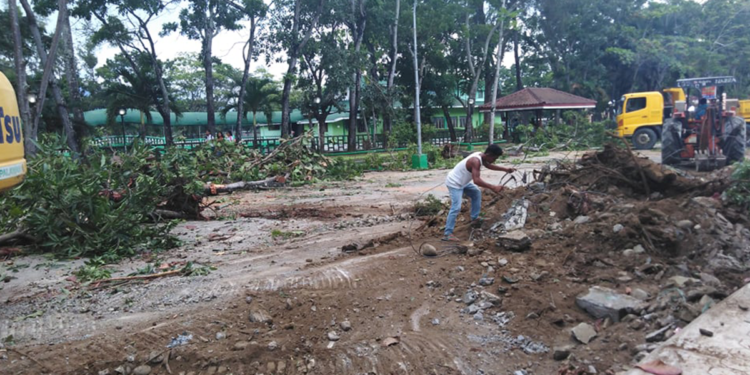 Probe team vs Narra Avenue trees’ killers created