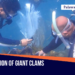 Malampaya Foundation Inc. propagates giant clams in Palawan and Oriental Mindoro