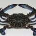 BFAR -MIMAROPA to pilot Blue Swimming Crab research in Palawan