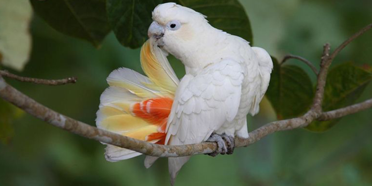 Palawan still the stronghold of Philippine Cockatoo, scientist says