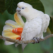 Palawan still the stronghold of Philippine Cockatoo, scientist says