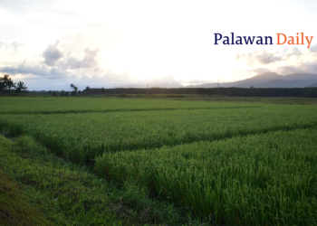 Paglikha ng ‘Palay-Buying Project’, hiniling sa Provincial Board
