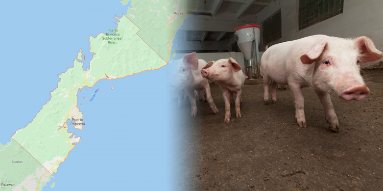 Vet office: Puerto Princesa remains ASF-free