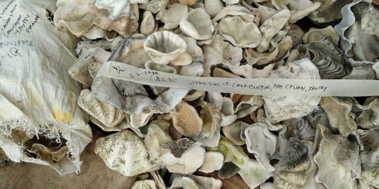 Tons of giant clams seized in Taytay, Palawan by PCSD