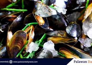 Puerto Princesa Bay, now free from red tide