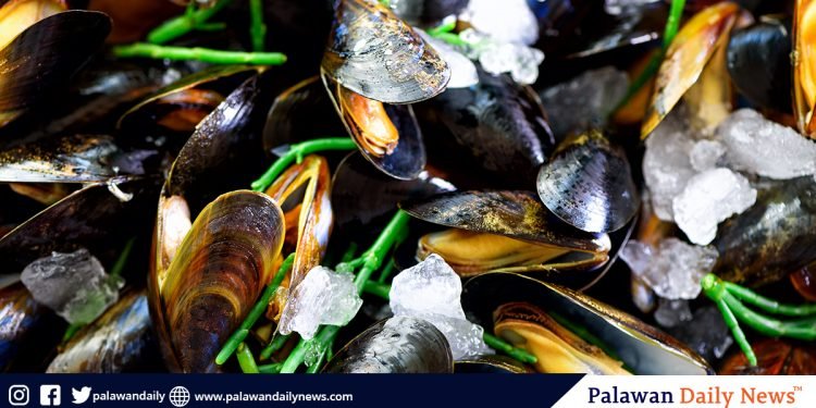 Puerto Princesa Bay, now free from red tide