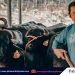 Yamang Bukid ventures into dairy production