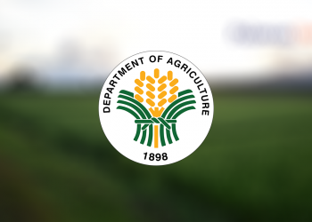DA regional director optimistic to attain major reforms in Palawan’s agriculture
