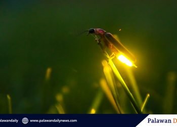 Fireflies now facing extinction, study says