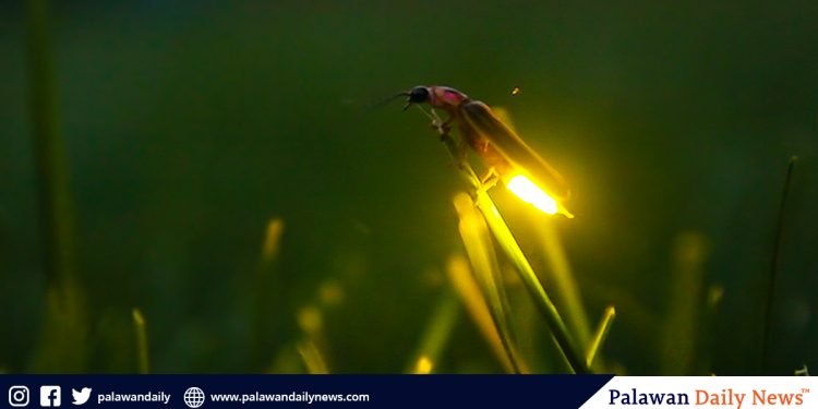 Fireflies now facing extinction, study says