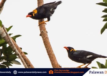 Rizal town declares Palawan Hill mynah as ‘flagship species’