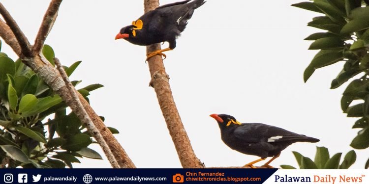 Rizal town declares Palawan Hill mynah as ‘flagship species’