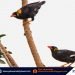 Rizal town declares Palawan Hill mynah as ‘flagship species’