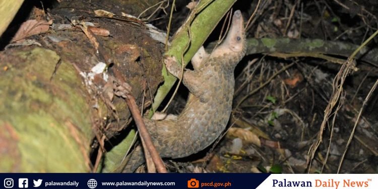 9th ‘World Pangolin Day’ celebrated across the globe