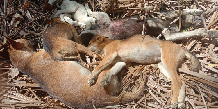 EXCLUSIVE: Seven dogs die after being poisoned