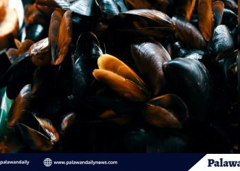 Puerto Princesa Bay remains free from red tide