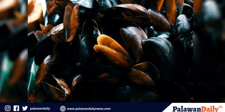 Puerto Princesa Bay remains free from red tide