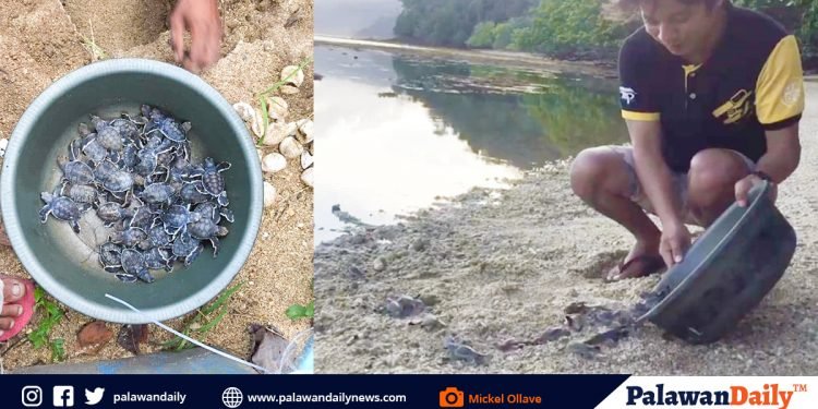 PPSRNP releases 41 baby Green Sea Turtles to the ocean