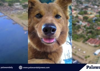 City Vet: No dog impounded now