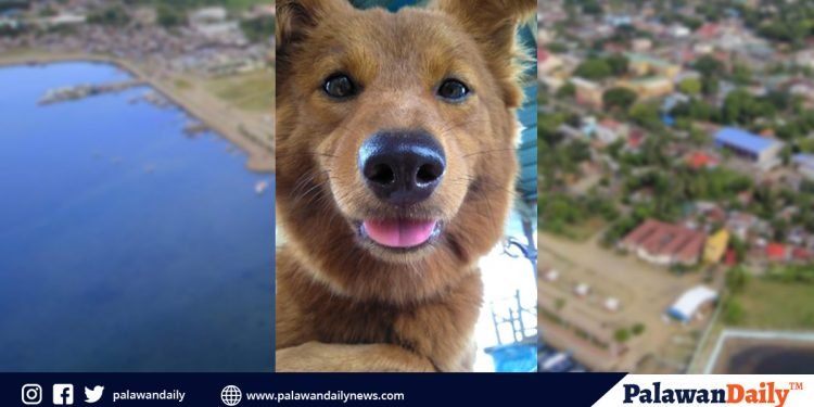 City Vet: No dog impounded now