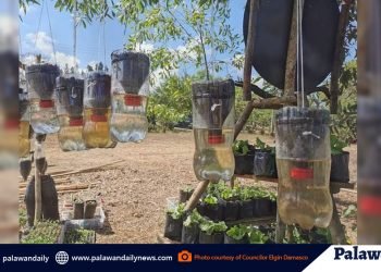 Public urged to do urban vegetable gardening