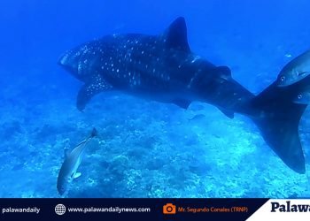 Tubbataha strictly enforces environmental and wildlife laws amid ECQ