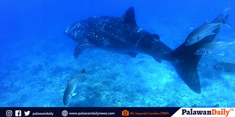 Tubbataha strictly enforces environmental and wildlife laws amid ECQ