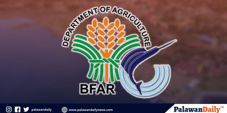 BFAR-MIMAROPA to verify the concrete status of Puerto Princesa Bay shellfishes