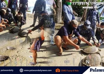 CENRO-Taytay-El nido rescues 2 Green Sea Turtles