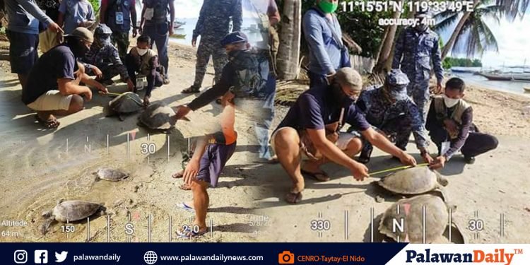 CENRO-Taytay-El nido rescues 2 Green Sea Turtles
