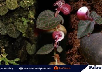 Corybas circinatus, a new orchid found in Palawan