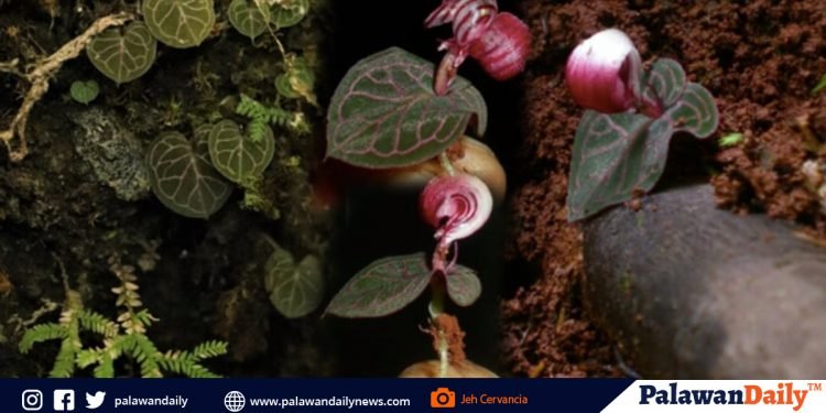 Corybas circinatus, a new orchid found in Palawan