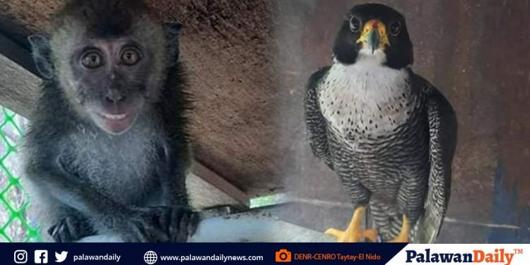 Unggoy, Falcon, nailigtas ng mga residente ng El Nido