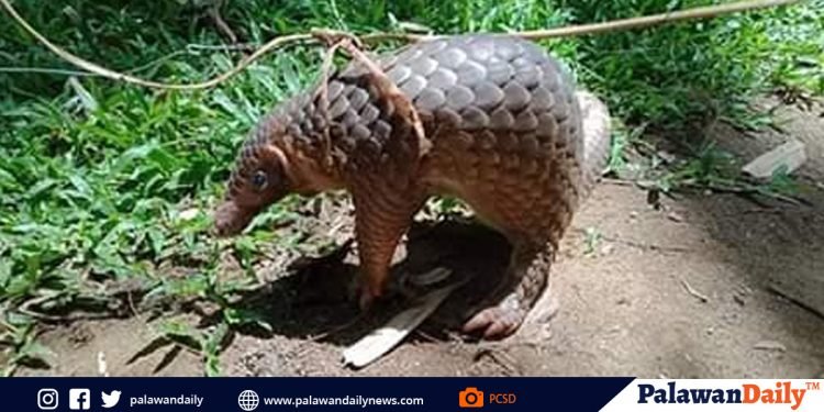 Palawan Pangolin, na-rescue sa tabing-dagat sa Bayan ng Rizal