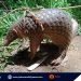 Palawan Pangolin, na-rescue sa tabing-dagat sa Bayan ng Rizal